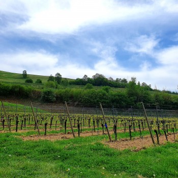 Der Kaiserstuhl