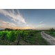 Sommerweine