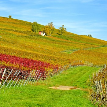 Müller-Thurgau